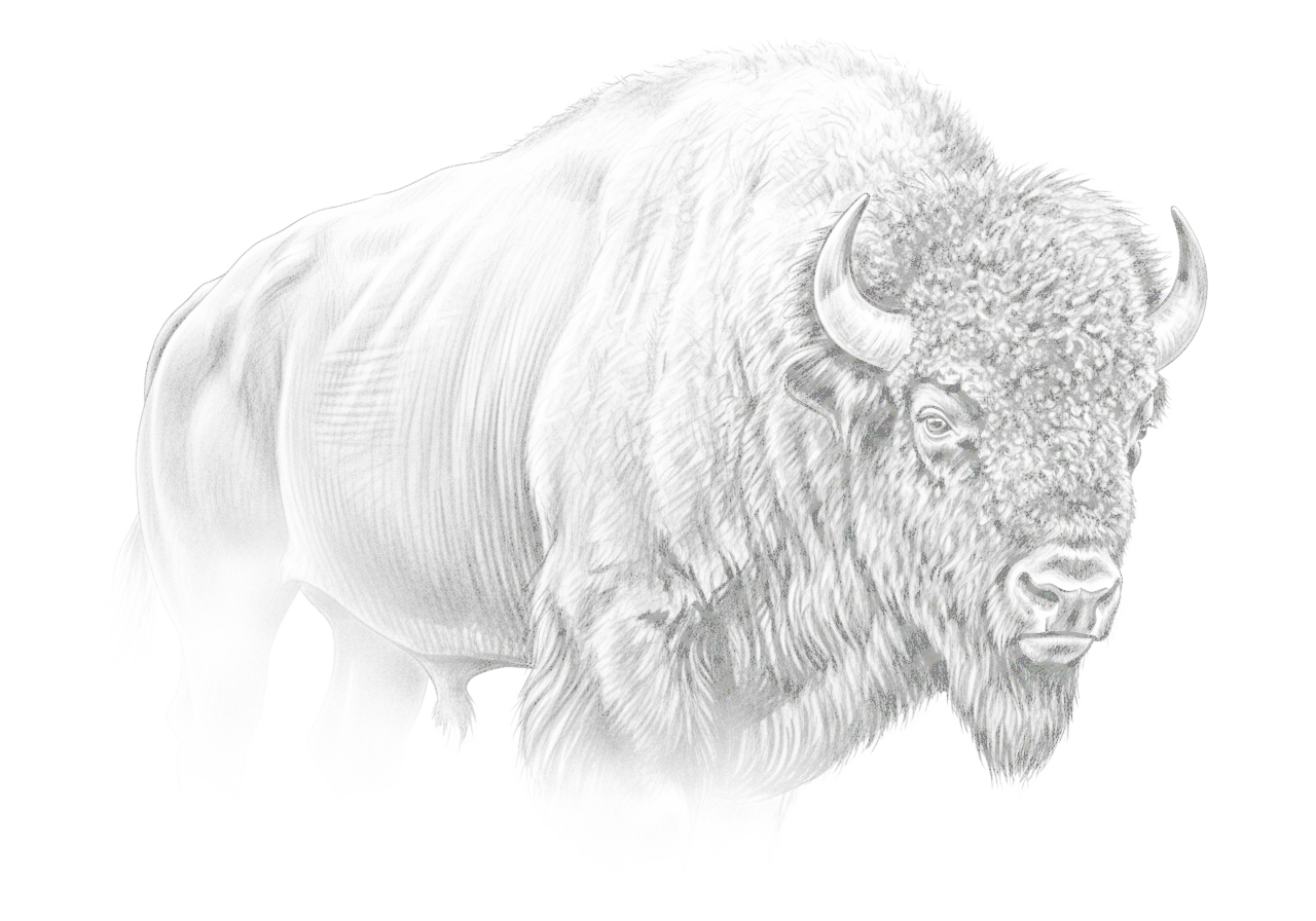 Charcoal pencil sketch of an American bison emerging from mist